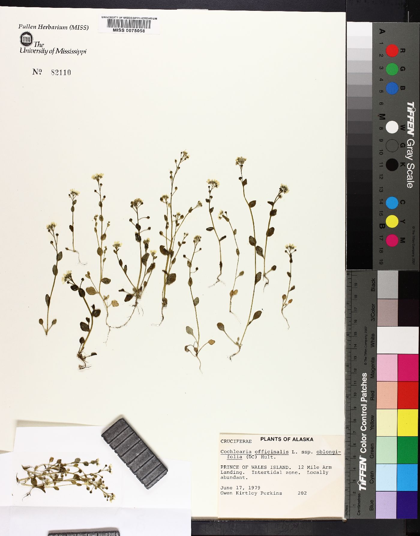 Cochlearia officinalis subsp. oblongifolia image