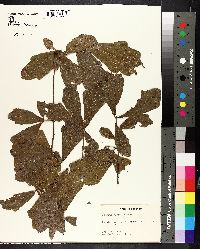 Image of Quercus durandii