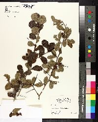 Crataegus uniflora image