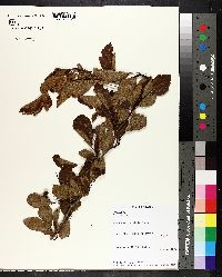 Crataegus viridis image