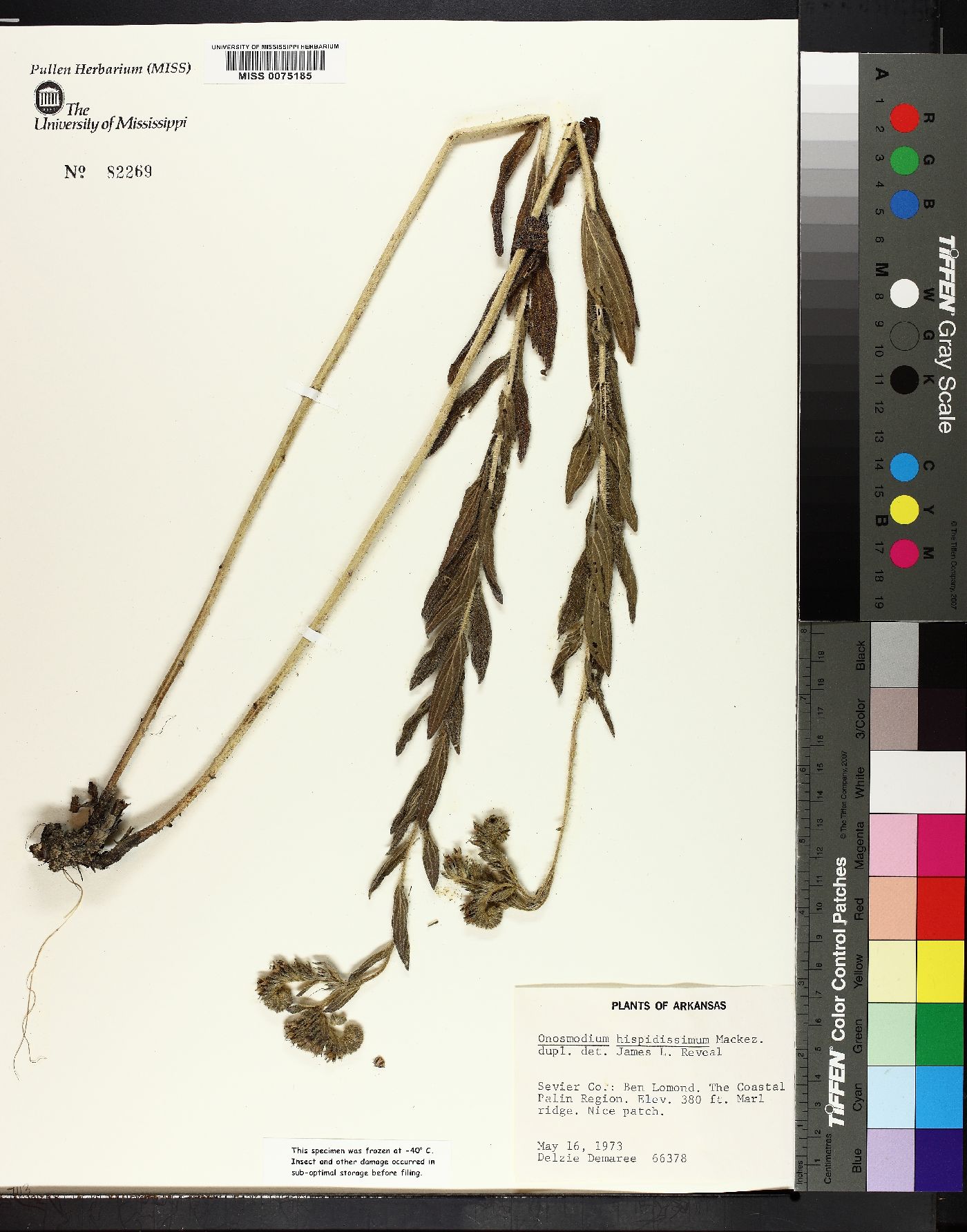 Onosmodium hispidissimum image
