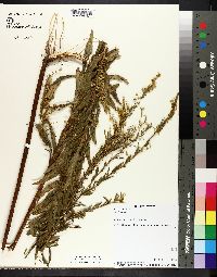 Solidago canadensis var. hargeri image