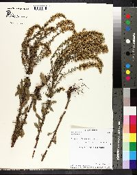 Solidago nemoralis var. nemoralis image