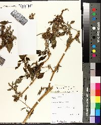 Amaranthus spinosus image