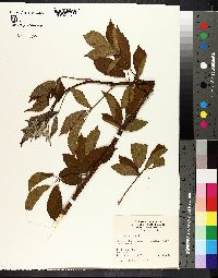 Rubus argutus image