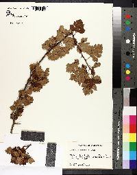 Crataegus marshallii image