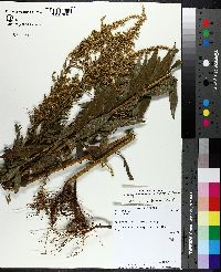 Solidago canadensis var. hargeri image