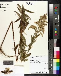 Solidago canadensis var. hargeri image