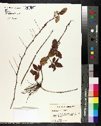 Rubus trivialis image