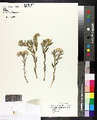 Lithospermum canescens image