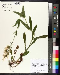 Penstemon laevigatus image