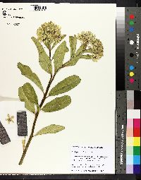 Asclepias viridis image