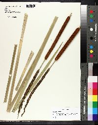 Typha angustifolia image