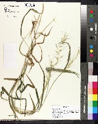 Elymus hystrix image