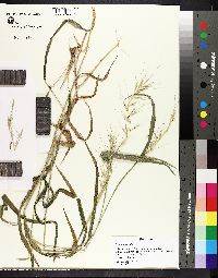 Elymus hystrix image