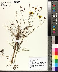 Coreopsis tinctoria image