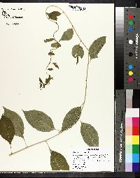 Celastrus scandens image