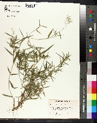 Panicum lindheimeri image