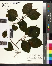 Image of Schisandra glabra