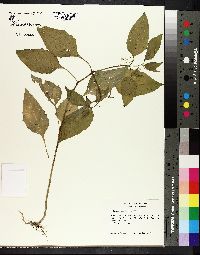 Solanum americanum image