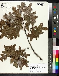 Quercus margaretta image