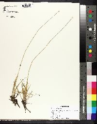 Eriocaulon lineare image