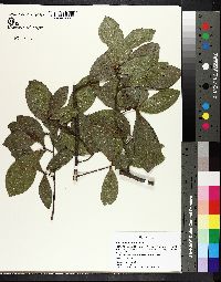 Quercus laurifolia image