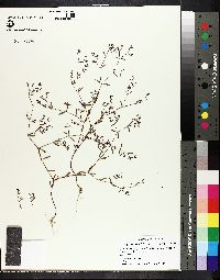 Image of Paronychia baldwinii
