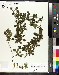 Crataegus spathulata image