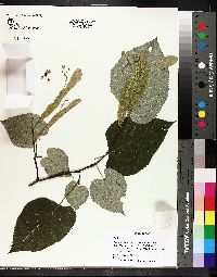 Tilia americana var. heterophylla image