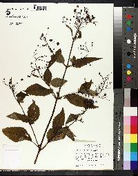 Scrophularia marilandica image