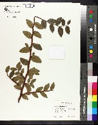 Ulmus crassifolia image