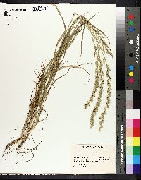 Lolium perenne subsp. multiflorum image