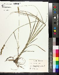 Carex triangularis image