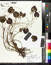 Nymphoides cordata image