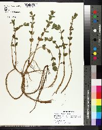 Bacopa caroliniana image