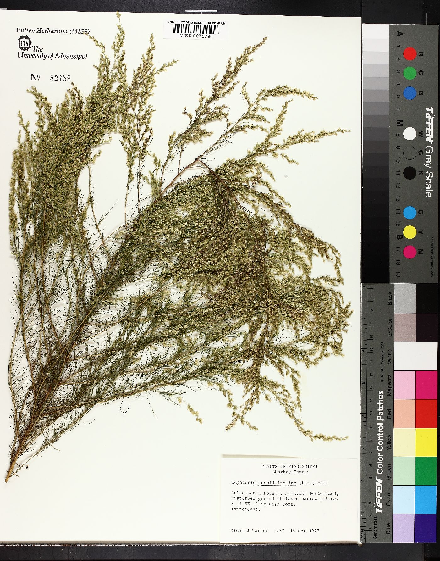 Eupatorium capillifolium image
