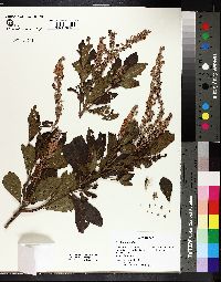 Clethra alnifolia image