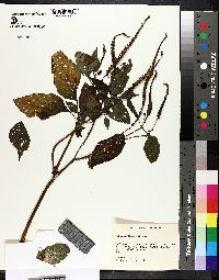 Heliotropium indicum image