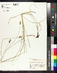 Carex reniformis image