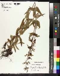 Penstemon tenuis image