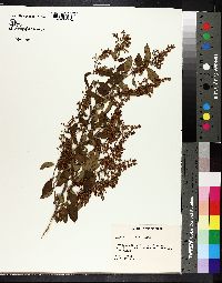 Ligustrum sinense image