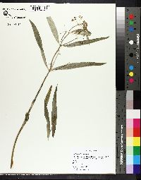 Asclepias longifolia image