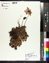 Image of Sarracenia psittacina
