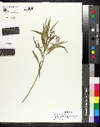 Asclepias perennis image