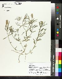 Polygala cruciata image