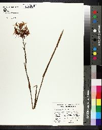 Platanthera ciliaris image