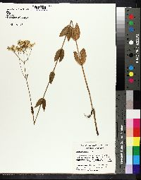 Sabatia macrophylla image