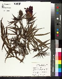 Image of Hibiscus coccineus