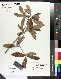 Quercus incana image